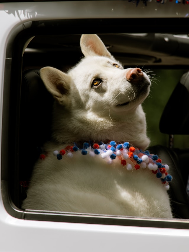 A dog in a car with a festive collar. Very adorable...