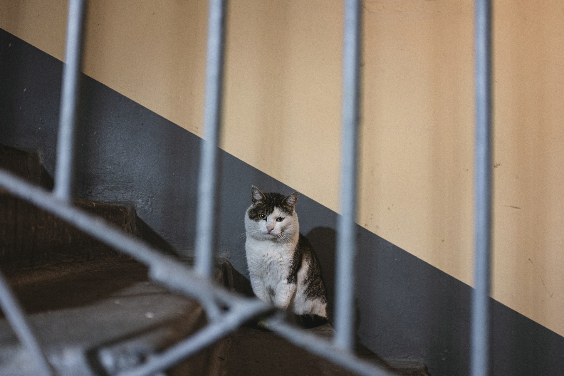 En hvit katt med brun pels på ryggen sitter i en trapp og ser uinterresert på kamera